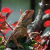 Caring for your Bearded Dragon for Optimum Health