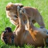 The Main Things You Should Know About Fighting Dogs
