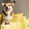 5 Ways to Make Your Home Dog Friendly