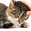 How to Raise a Happy Cat - What Every Cat Owner Needs
