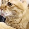 You Won't Stop Laughing When You Watch this 10 Mins of Funny Cat Movie