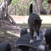 Your Jaw Will Drop When You See What This Skateboarding Cat Does.. Amazing