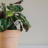 Useful Tips On How To Take Care Of Your Calathea Medallion Plants