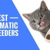 The 5 Best Automatic Cat Feeders Comparison Reviews (2022): They're the Cat's Meow!