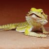 Bearded Dragon Caring Tips and Tricks