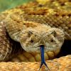 6 Interesting Facts about Snakes that will Blow Your Mind