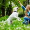 What are the Best Local Dog Trainers Near Me?