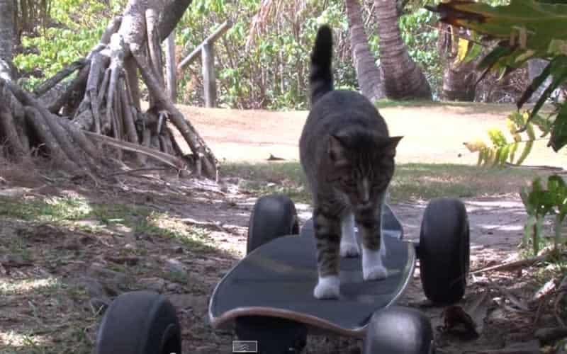 See What This Skateboarding Cat Does