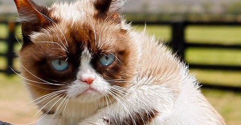 all about grumpy cat