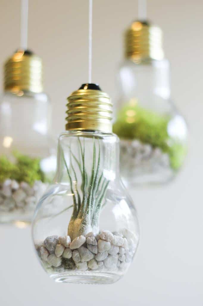 DIY Lightbulb Terrariums