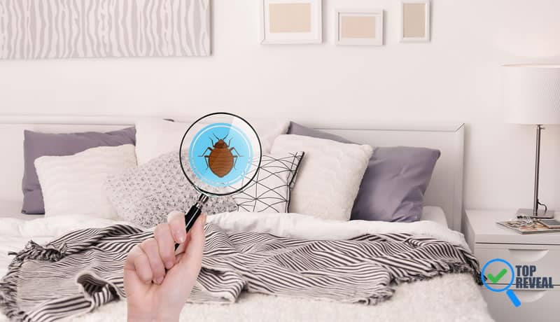 How To Eliminate Bed Bugs Using Steam