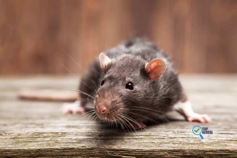 rat infestations in brisbane
