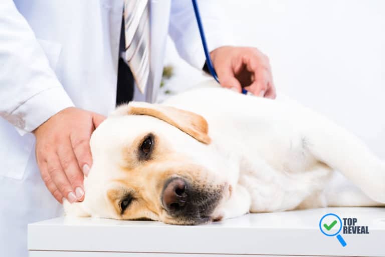 5 Dog Coat Issues and How to Fix Them Top Reveal