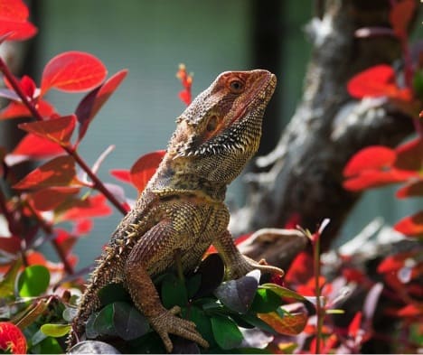 Caring for your Bearded Dragon for Optimum Health