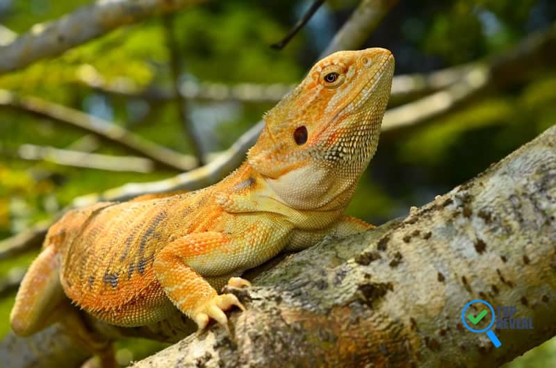 Caring for your Bearded Dragon