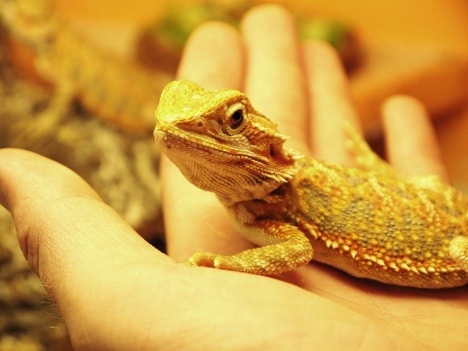 Diet of Bearded Dragons