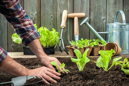 10 Simple Tips To Start A Garden For Beginners