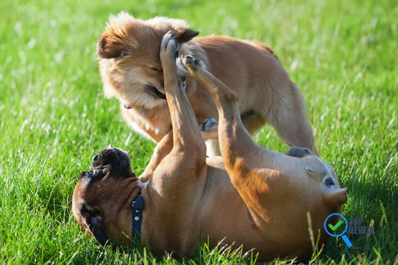 Things You Should Know About Fighting Dogs