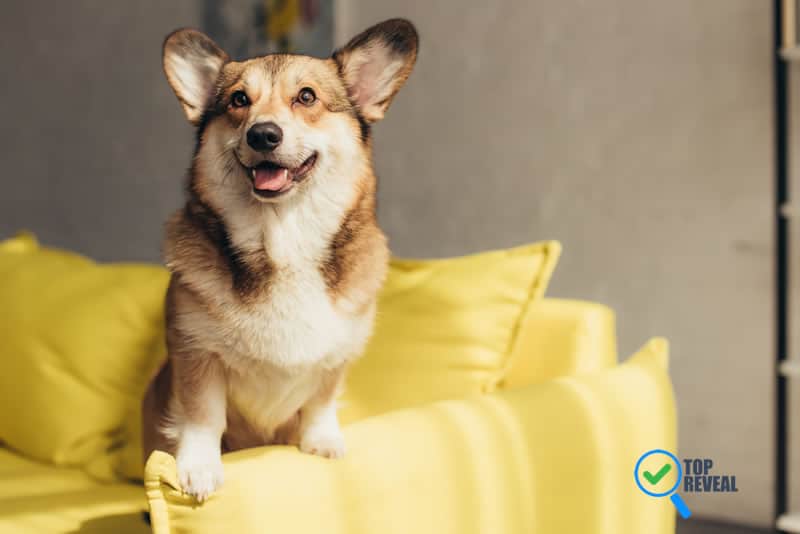 5 Ways to Make Your Home Dog Friendly