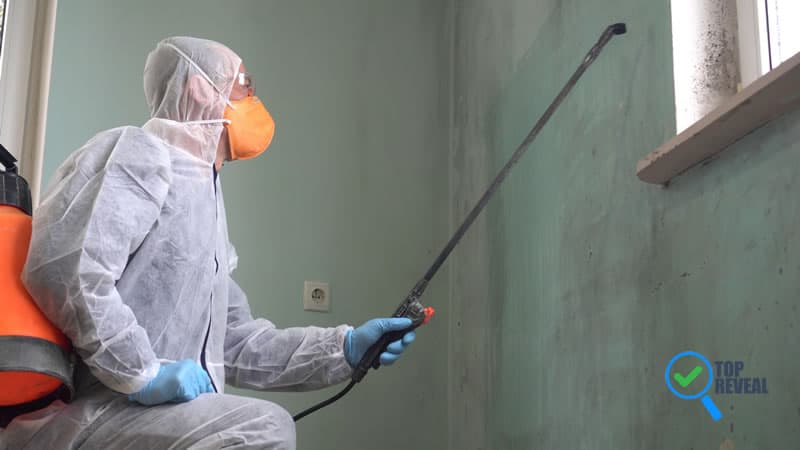 When to Hire a Mold Removal Service in Nashville