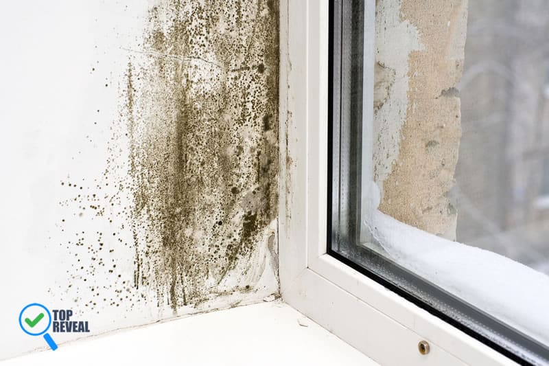 Dealing with Mold Problems in Your Place of Residence