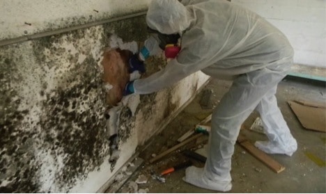 Hiring a Mold Removal Service