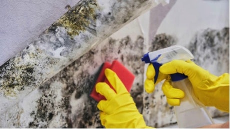 How to Prevent Mold Growth