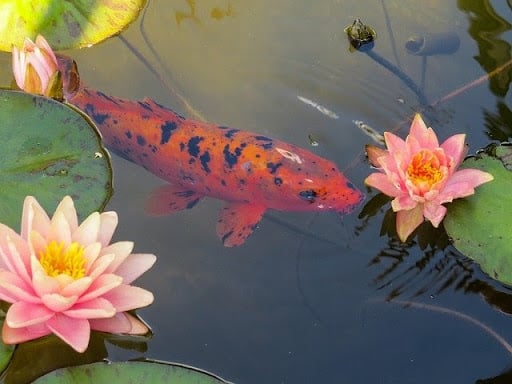 Why should you take care of your fish pond whether it's summer or winter?