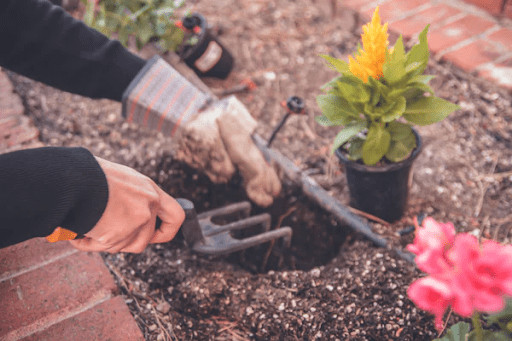 Planning to Start a Garden? Here Are Some Tips