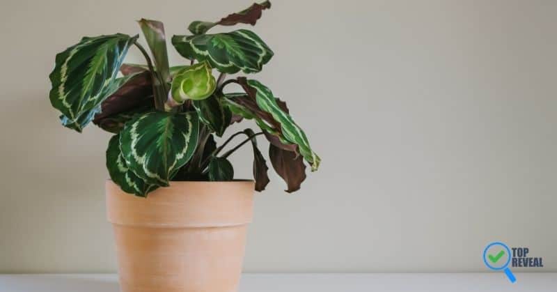 Tips On How To Take Care Of Your Calathea Medallion Plants