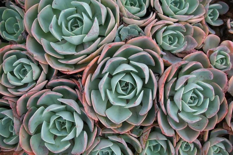 Use Chemicals Planting Succulent Only if Necessary