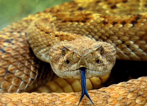 6 Interesting Facts About Snakes That Will Blow Your Mind