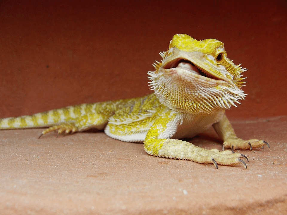 Bearded Dragon, Caring Tips and Tricks