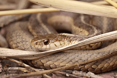 Some Snakes Have Up to 200 Teeth