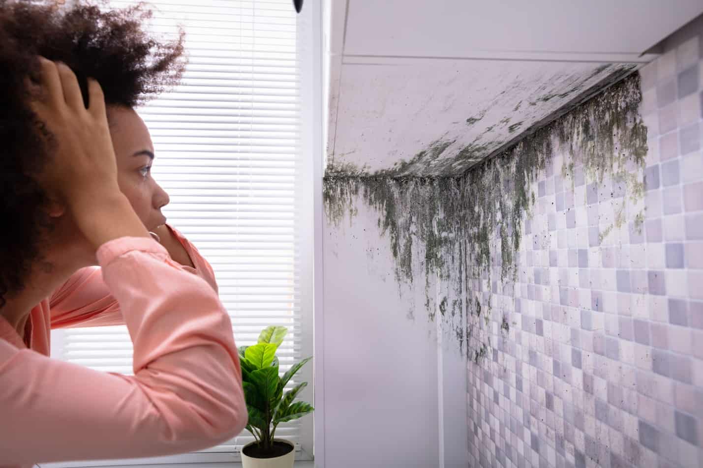 What You Need to Know About Mold Removal and Restoration