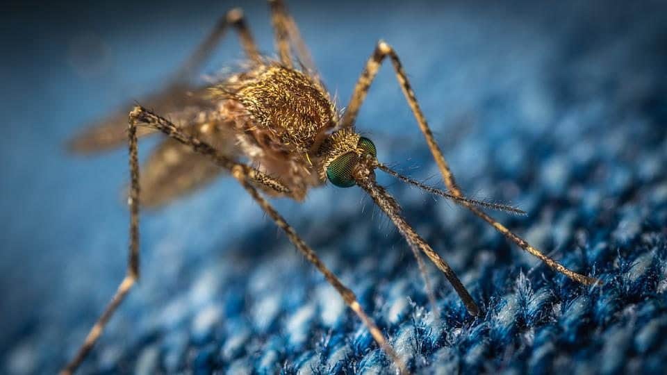 What to Know About Natural Mosquito Control Services