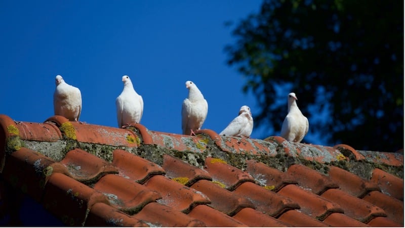 Why You Should Maintain Your Roof