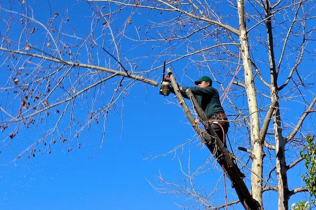 Safety of bush trimming vs. shrub pruning