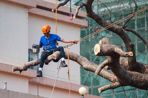 https://topreveal.com/wp-content/uploads/2022/10/Tree-Removal-The-Safe-and-Legal-Way.jpg