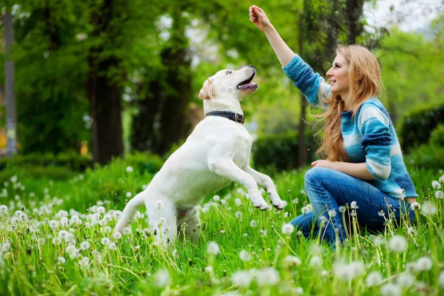 Best Local Dog Trainers